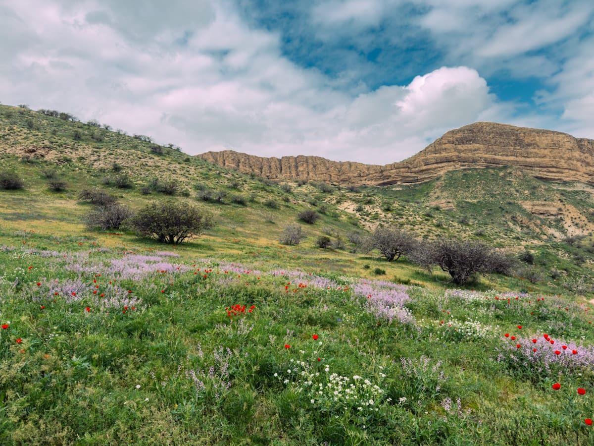 Deosai brown bear habitat: alpine wildflower meadows on the Deosai plateau, Pakistan