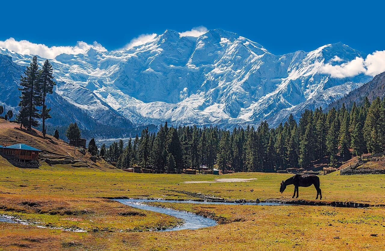 Horses grazing on the green plateau of Fairy Meadows below Nanga Parbat, Gilgit-Baltistan