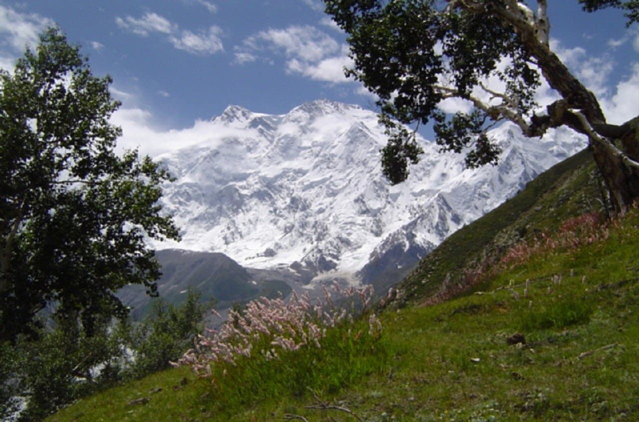 The Raikot (north) face of Nanga Parbat rising above the forest at Fairy Meadows