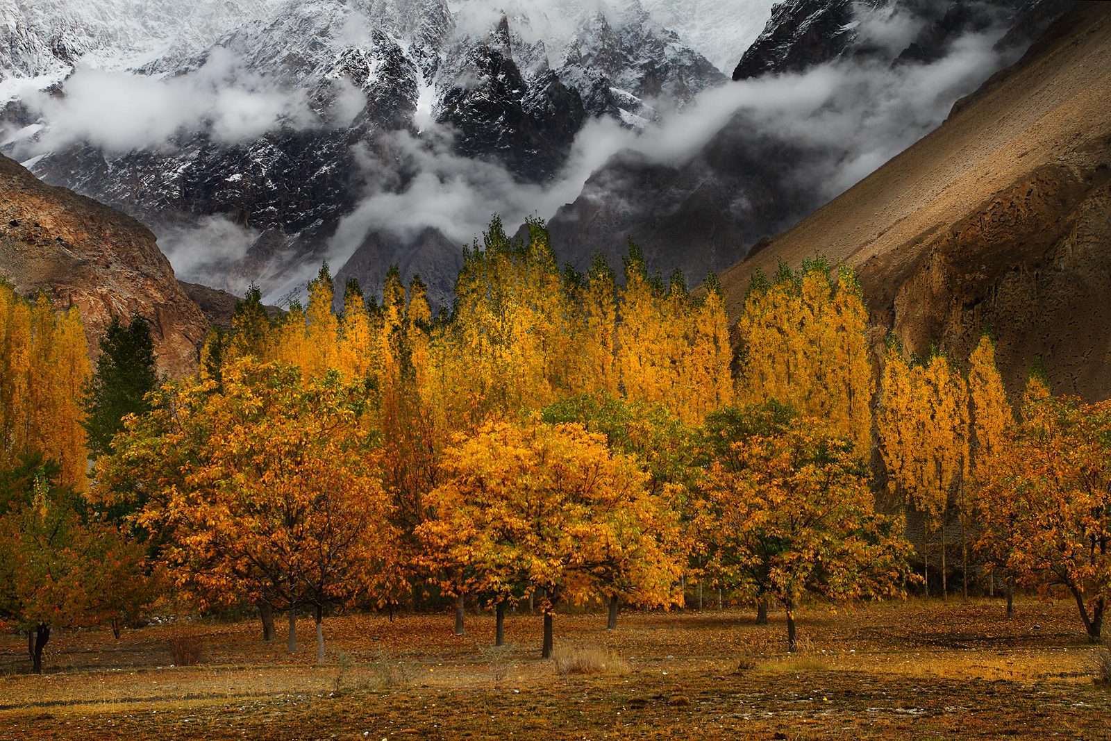 Golden autumn trees in Hunza Valley with snow-dusted mountains in the background