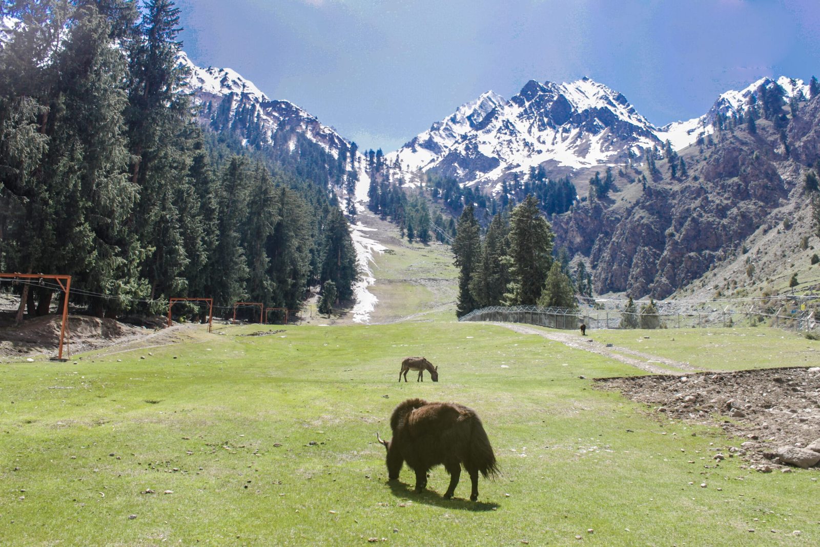 Yak al pascolo in una radura boschiva nella Valle di Naltar, Gilgit-Baltistan