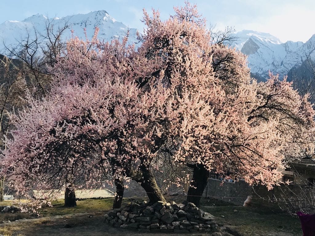 Cherry trees in blossom in the Hunza Valley in spring — spring, the best time to visit Gilgit-Baltistan for blossom