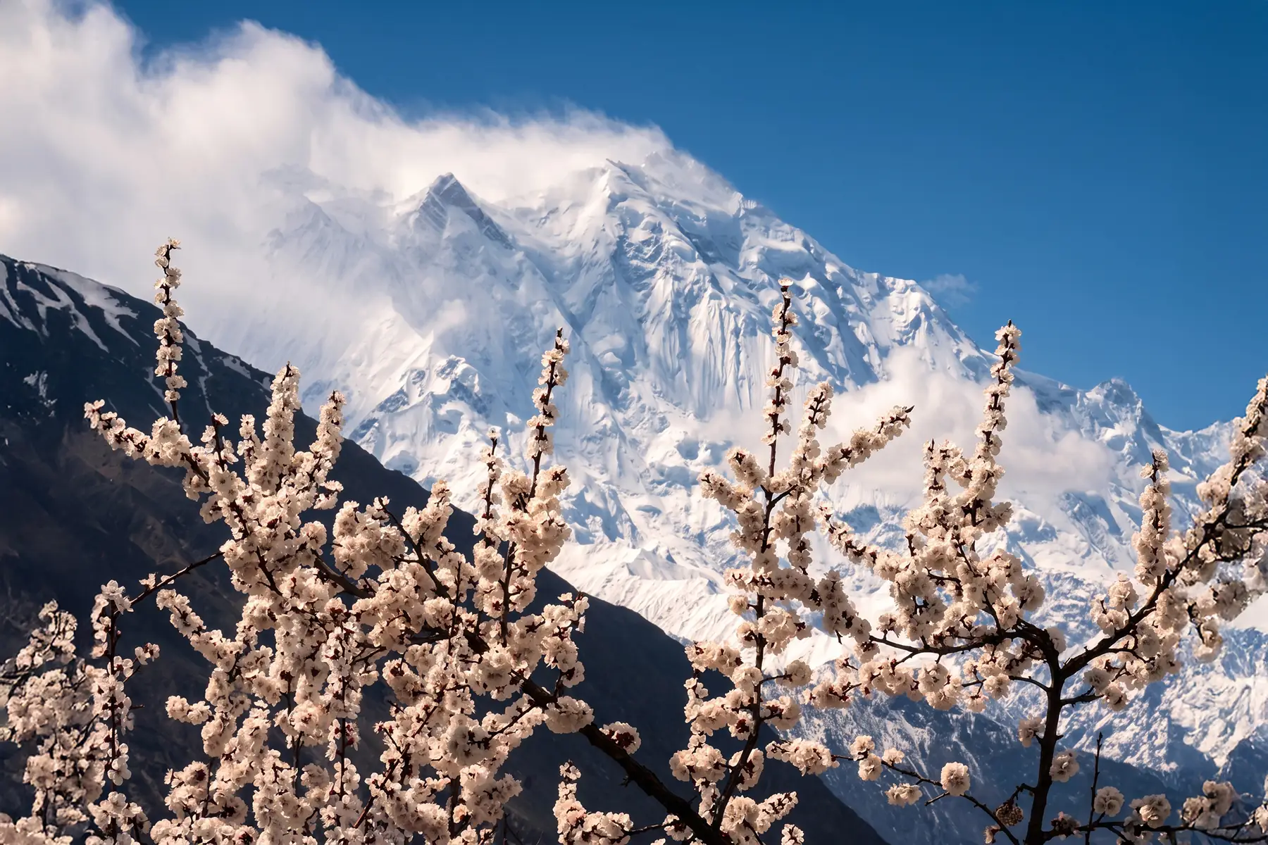 Apricot blossom branches against a snow-covered mountain massif