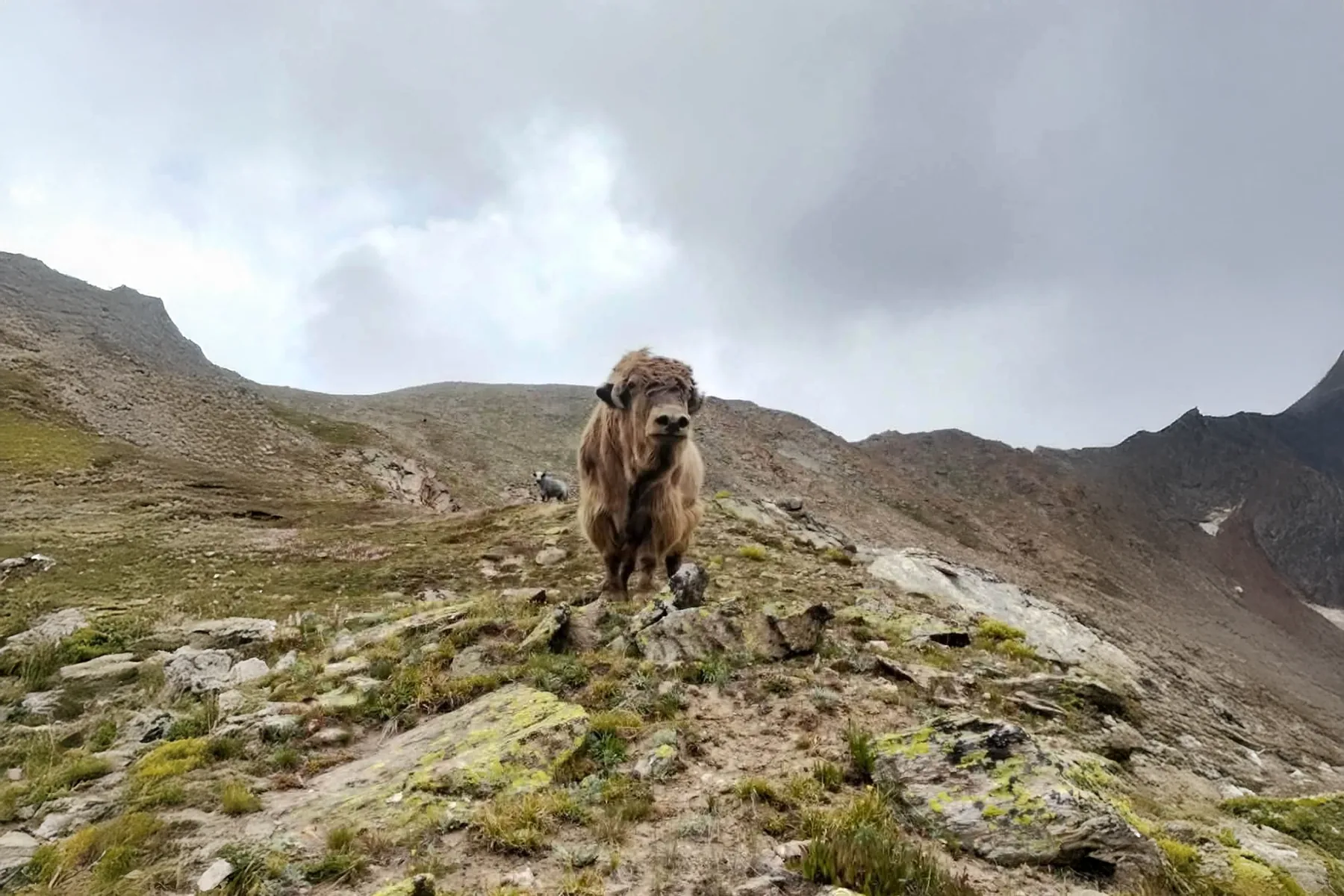A yak standing on a high misty ridge